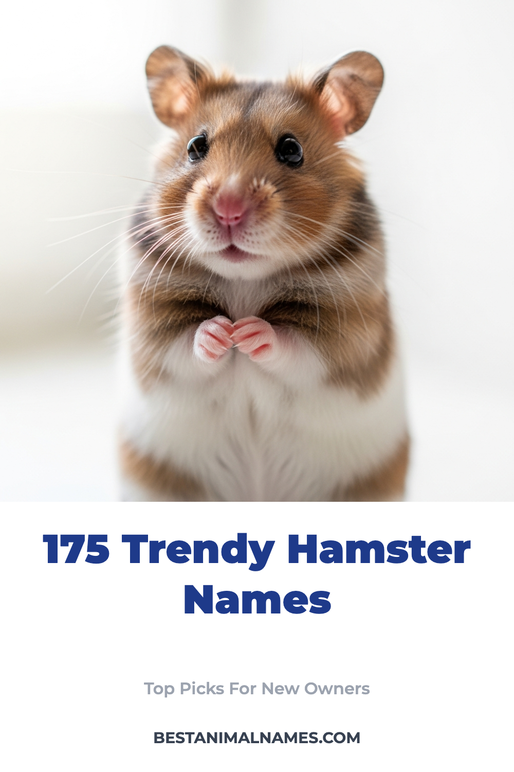 175 Trendy Hamster Names