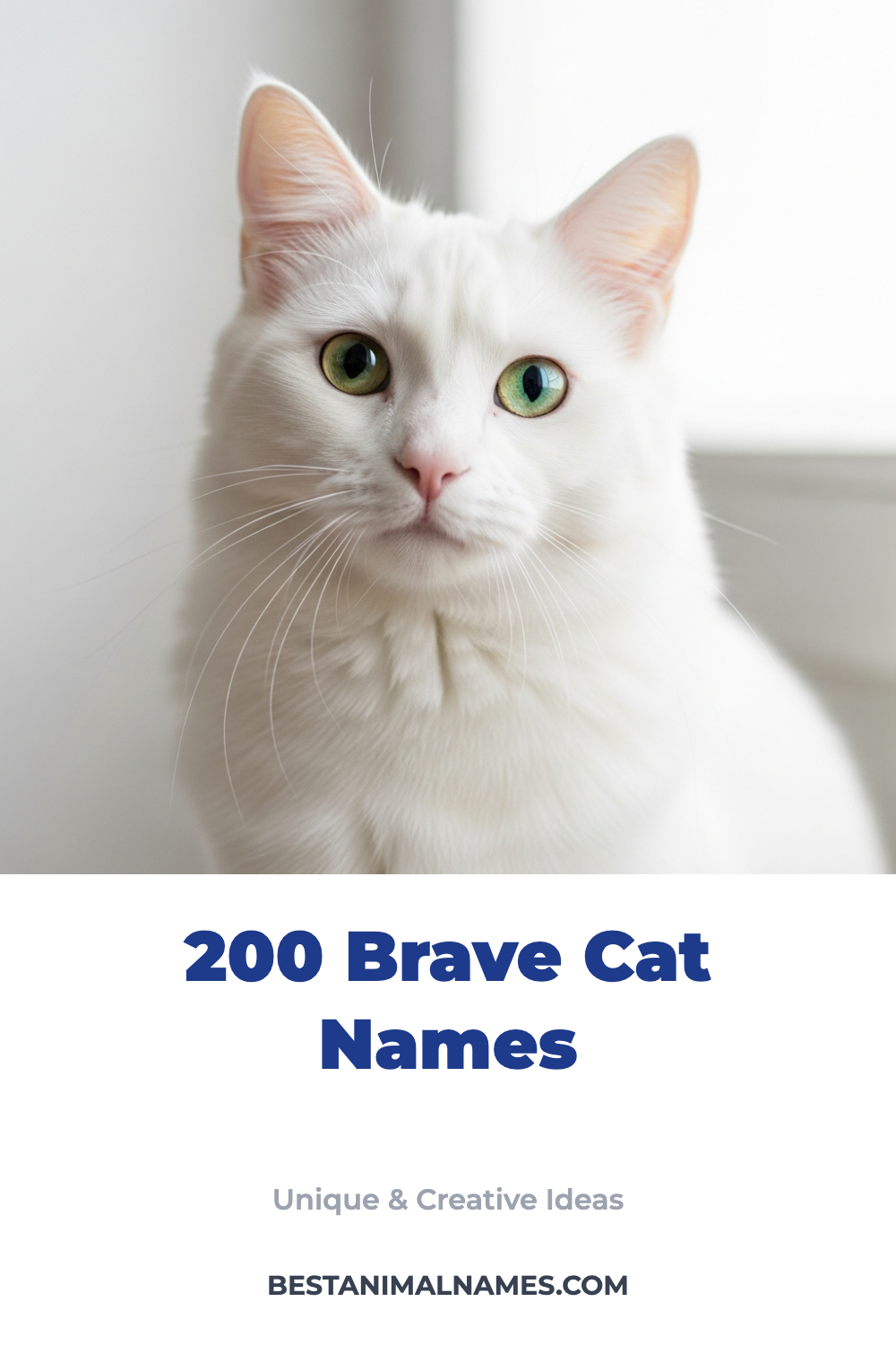 200 Brave Cat Names