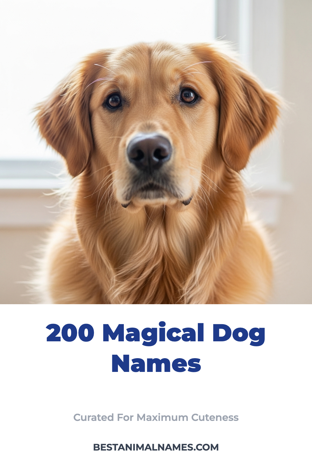 200 Magical Dog Names