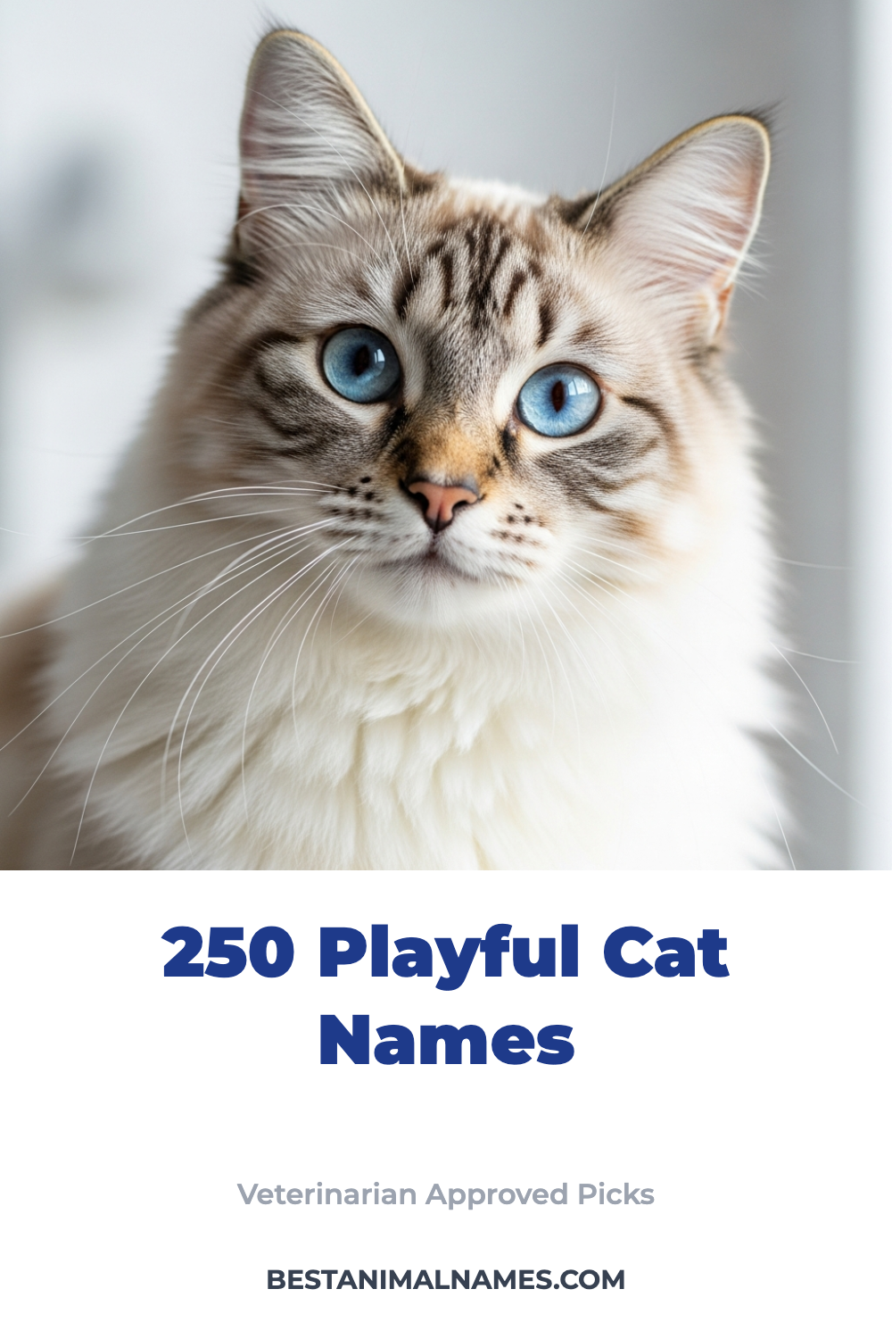 250 Playful Cat Names