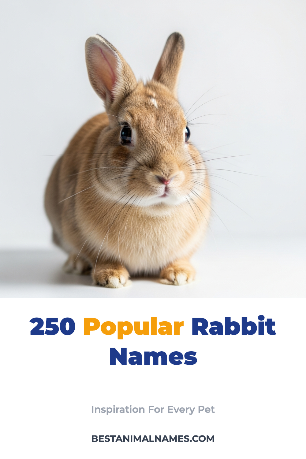 250 Popular Rabbit Names