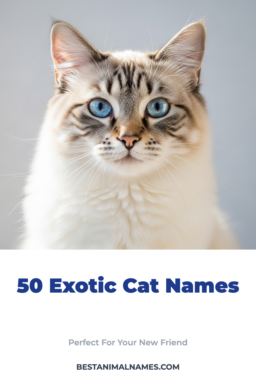 50 Exotic Cat Names