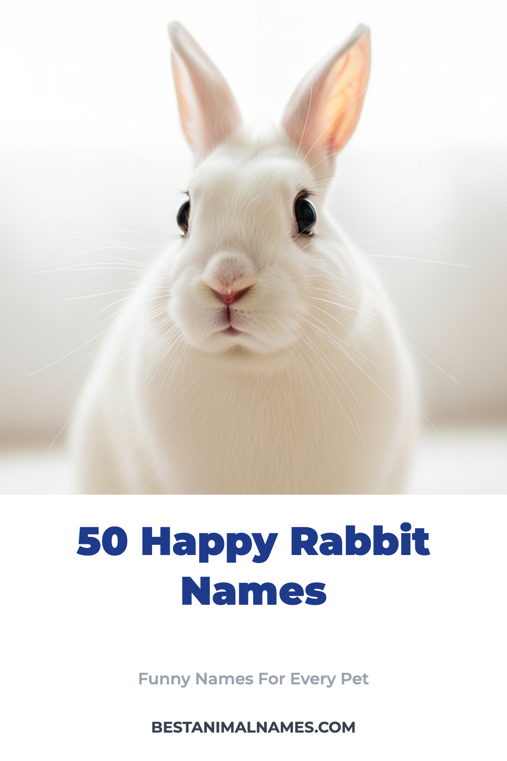 50 Happy Rabbit Names