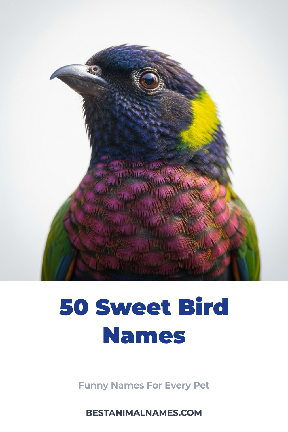 50 Sweet Bird Names