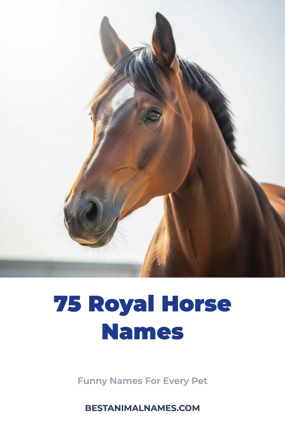 75 Royal Horse Names